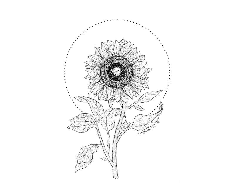 Sunflower-Drawing-Jam How To Draw A Sunflower: Tutorials To Learn From