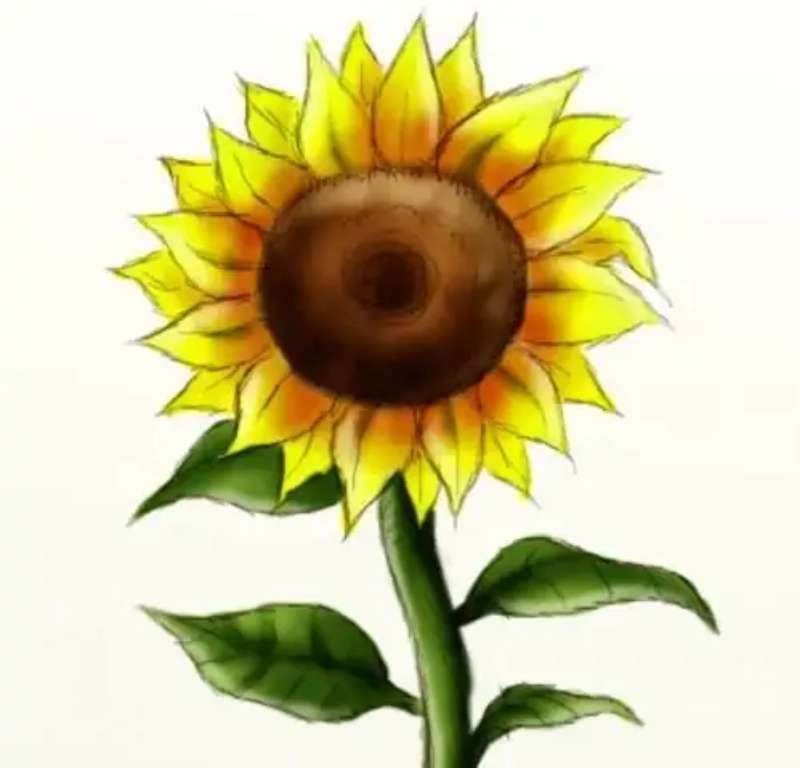 Sunflower-Vibe-%E2%80%93-The-Chill-Drawing-Guide How To Draw A Sunflower: Tutorials To Learn From