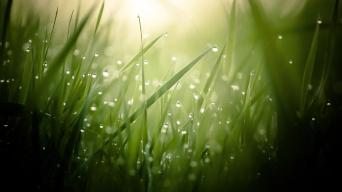 Morning-Dew-On-Grass-Threads-4K-Ultra-HD-Desktop-Wallpaper-700x394 101 Awesome Wallpapers To Download For Your Desktop