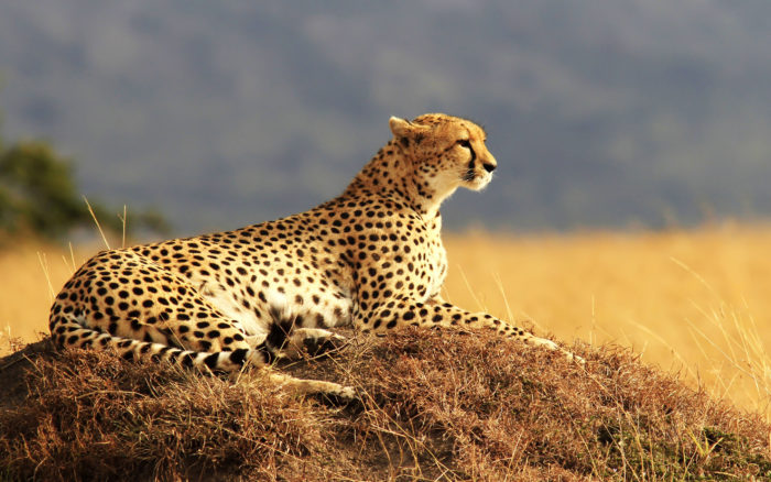 cheetah_4k-wide-1-700x438 101 Awesome Wallpapers To Download For Your Desktop