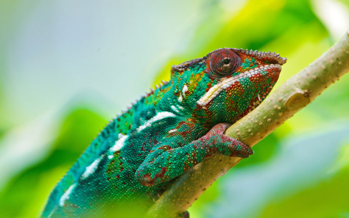 colorful_chameleon_4k-wide-1-700x438 101 Awesome Wallpapers To Download For Your Desktop