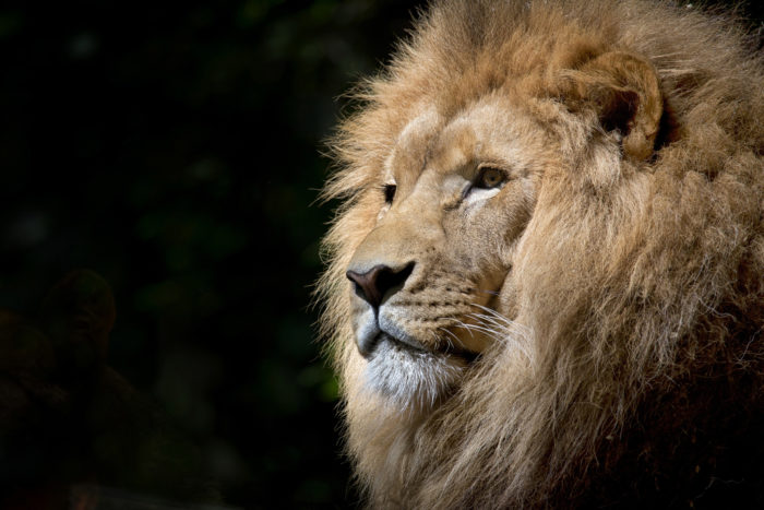 lion-wild-africa-african-1-700x467 101 Awesome Wallpapers To Download For Your Desktop