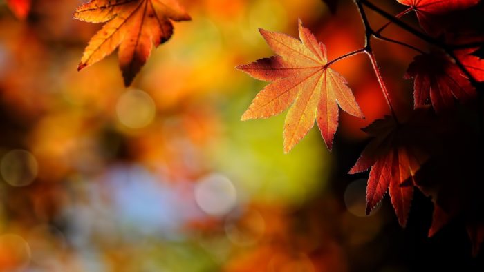 20449-fall-background-1920x1080-for-android-40-700x394 Fall background images that you can use in your designs