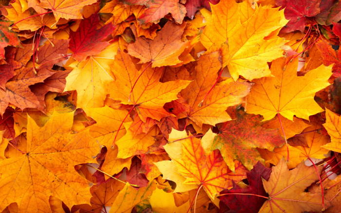 6853035-fall-leaves-background-700x438 Fall background images that you can use in your designs