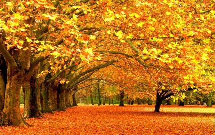 6976707-autumn-fall-background-700x438 Fall background images that you can use in your designs