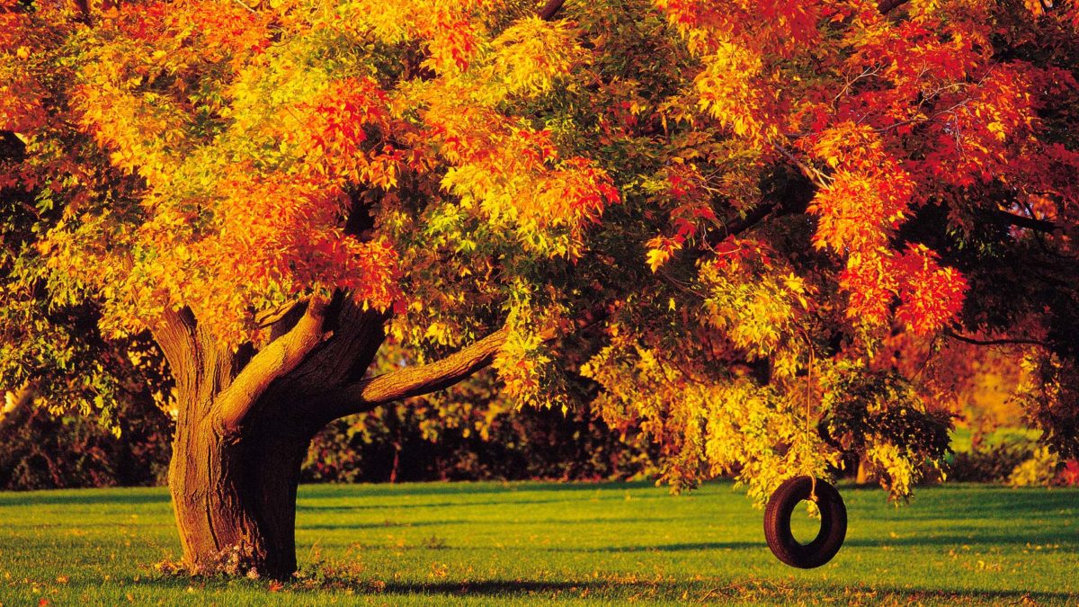 Fall Background Not Nature Fall background images that you can use in your designs