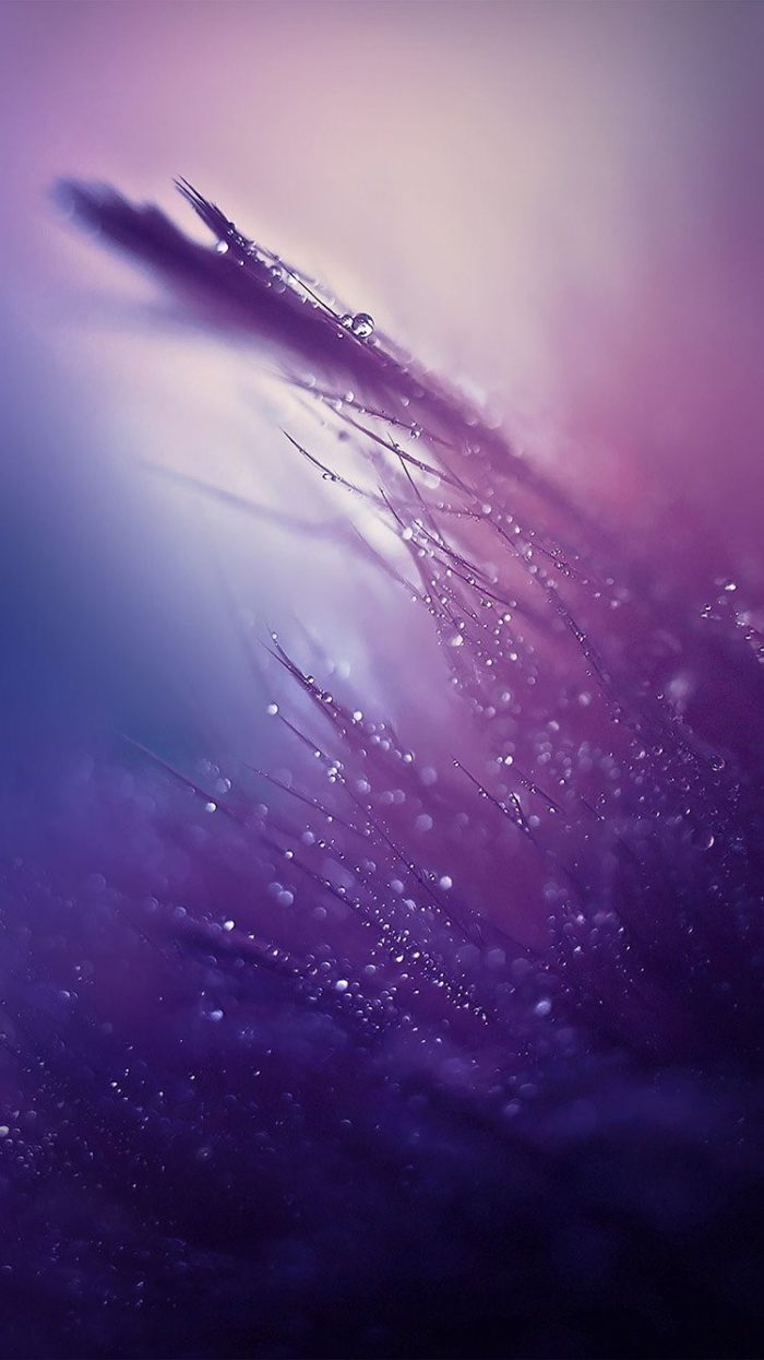 Dew-Rain-Drops-Purple-Hue-iPhone-6-Wallpaper-700x1245 54 Cute wallpapers to download for your desktop background