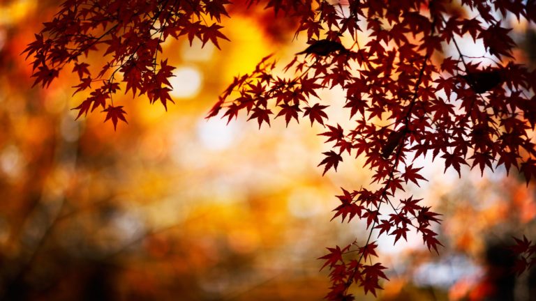 Fall background images that you can use in your designs