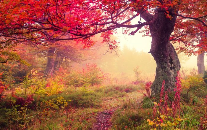 HD-Autumn-Forest-Background-700x438 Fall background images that you can use in your designs
