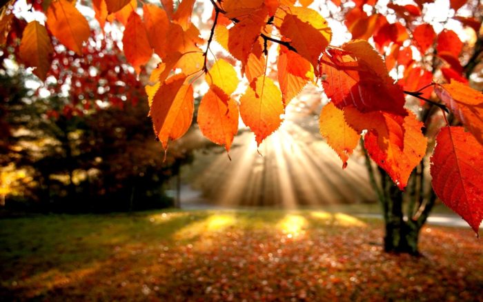 SG2s8KD-700x438 Fall background images that you can use in your designs