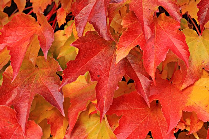 autumn-autumn-colours-autumn-leaves-235767-700x467 Fall background images that you can use in your designs