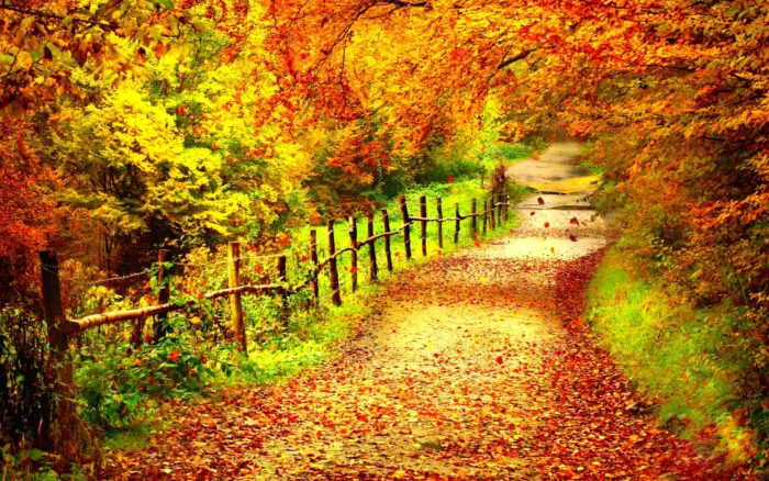 autumn-fall-background-tree-naturemobile-forest-color-landscape-mobile-high-resolution-season-nature-700x438 Fall background images that you can use in your designs