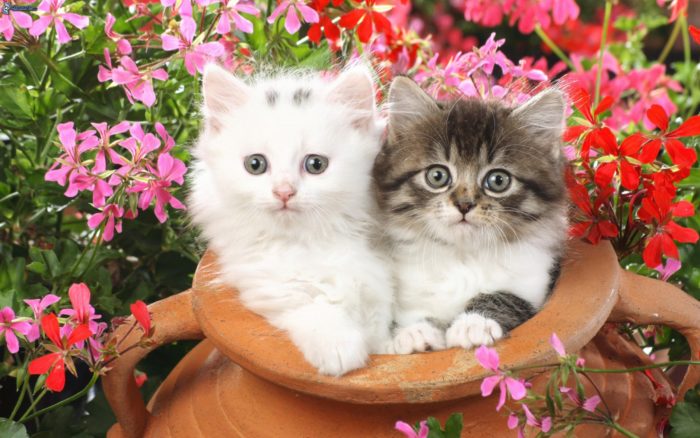 chats-vase-en-fleurs-700x438 54 Cute wallpapers to download for your desktop background