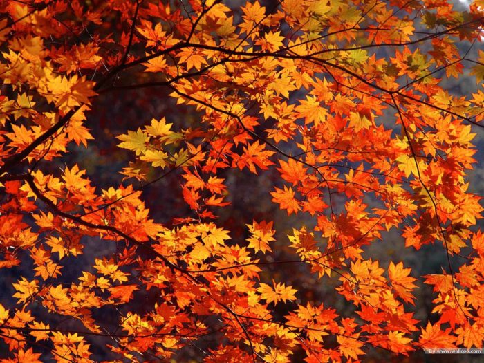 fall-wallpaper-desktop-7-700x525 Fall background images that you can use in your designs