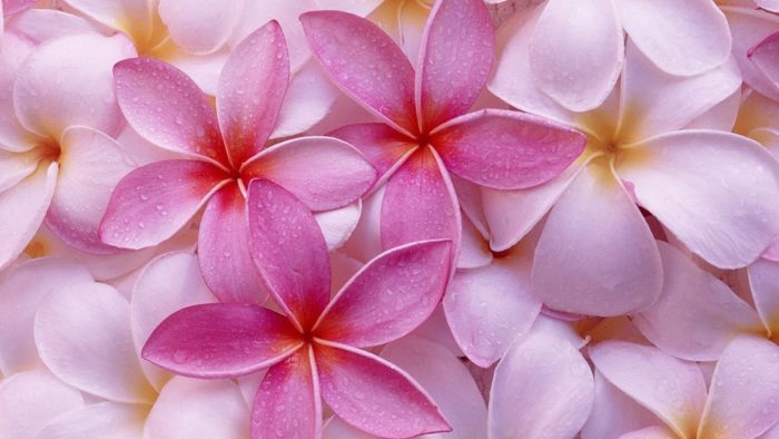 flores-de-petalos-rosadas-2706-700x394 54 Cute wallpapers to download for your desktop background