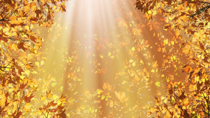 golden-fall-leaves-background_ek2v9ivz__F0000-700x394 Fall background images that you can use in your designs