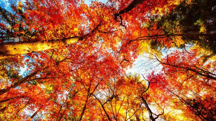 http_2F2Fadmin.mashable.com2Fwp-content2Fuploads2F20152F082Ftenn_leaves-700x393 Fall background images that you can use in your designs