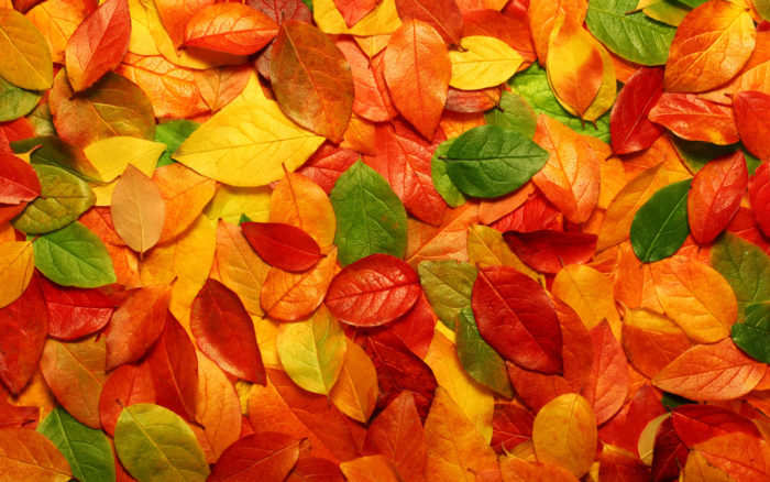 leaves-fall-background-wallpaper-2-700x438 Fall background images that you can use in your designs