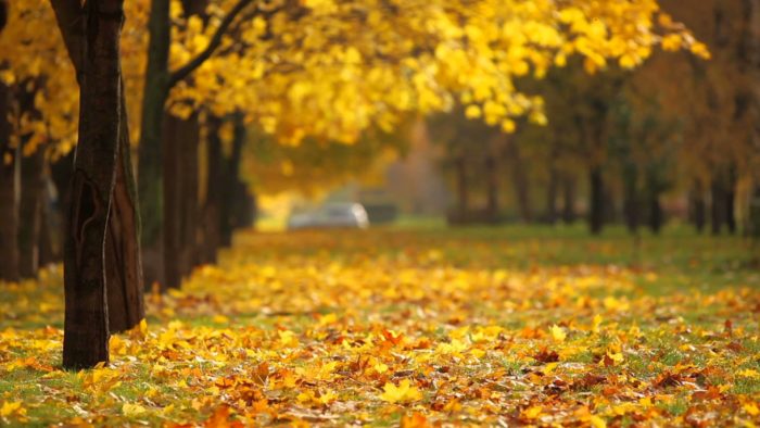 maxresdefault-5-700x394 Fall background images that you can use in your designs