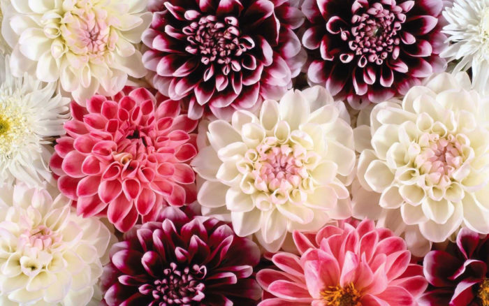 flower-wallpaper-49-700x438 52 Awesome Desktop Flower Wallpapers