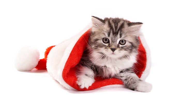 Cat-in-a-hat-700x394 Beautiful Christmas wallpapers you should download