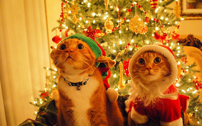 Christmas-cat-and-dog-700x438 Beautiful Christmas wallpapers you should download