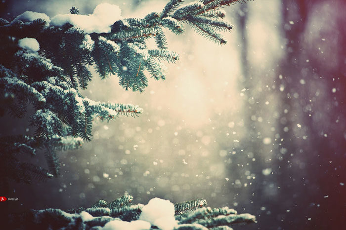 Snow-Snowflakes-depth-of-field-pine-Wallpaper-700x466 Beautiful Christmas wallpapers you should download