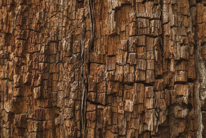 rotting-wood-texture-photo-700x470 Wood texture images to download and use in your projects