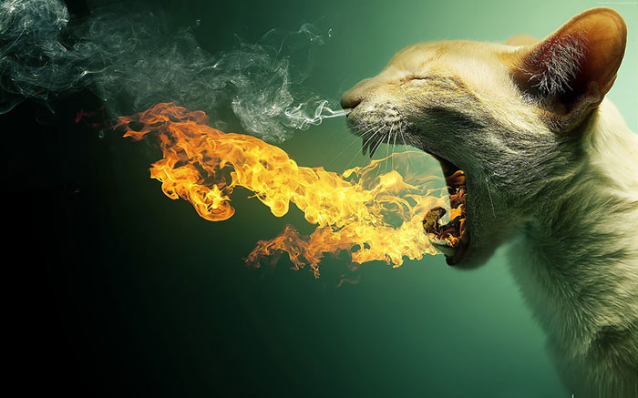 Burning-Breath-of-Cat-Funny The best funny wallpapers that you could put on your desktop