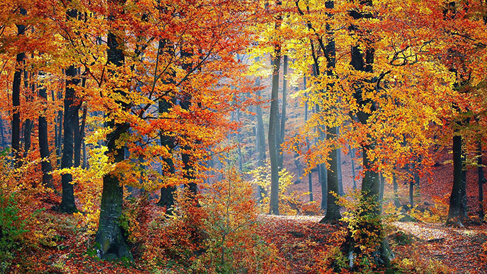 Colorful-Woods-Landscape Landscape wallpaper examples for your desktop background