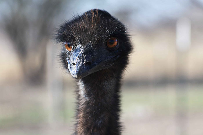 Funny-Angry-Ostrich The best funny wallpapers that you could put on your desktop