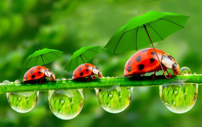 Funny-Ladybugs-With-Umbrellas The best funny wallpapers that you could put on your desktop