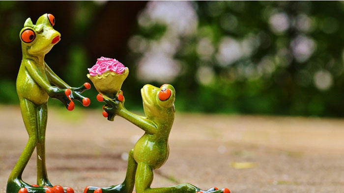 Pair-Frog-Toy-Love The best funny wallpapers that you could put on your desktop