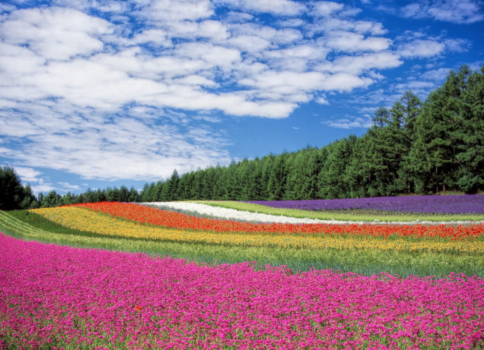 Red-yellow-and-orange-flower-field-700x507 Landscape wallpaper examples for your desktop background