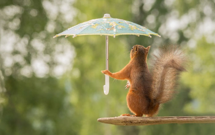 Squirrel-Hold-A-Umbrellas-Funny-Pose The best funny wallpapers that you could put on your desktop
