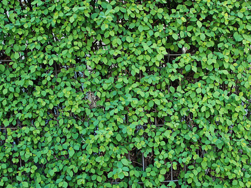 1Green-Leaves-Wall-Texture-A-natural-wall Awesome and free nature background images