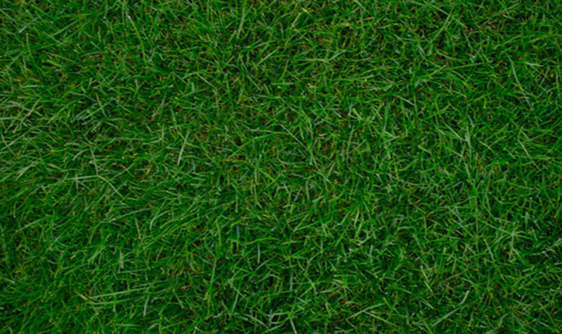 2-Pack-of-Grass-Textures-For-necessary-adjustments Awesome grass background images to check out now