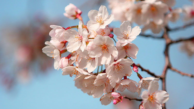 Awesome cherry blossom wallpaper to download for your desktop