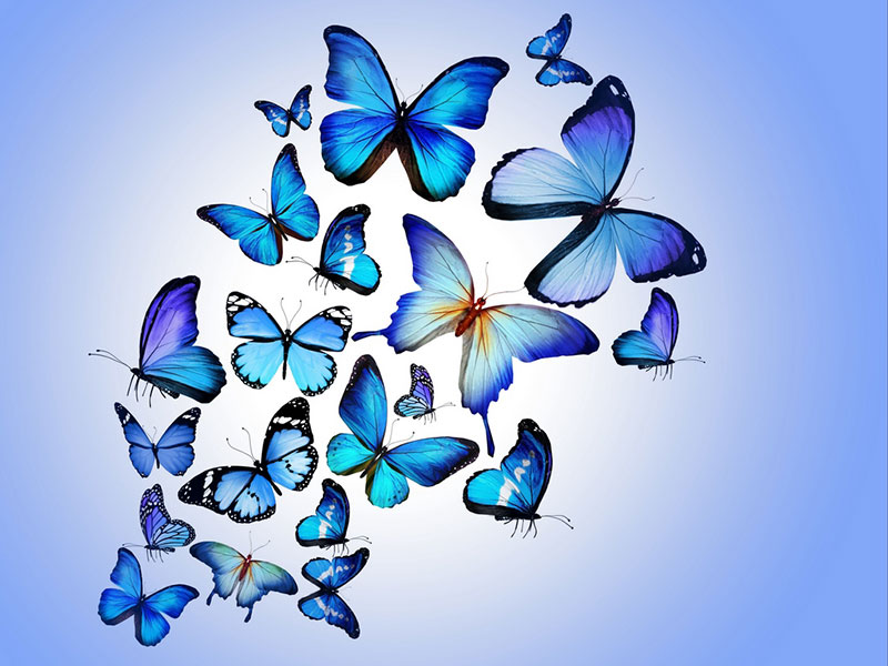 Aesthetic Butterfly Wallpapers  Top 30 Best Aesthetic Butterfly Wallpapers  Download