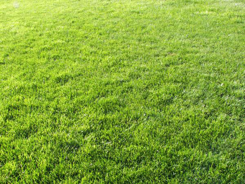 Download-Grass-Texture-A-gradient-effect Awesome grass background images to check out now