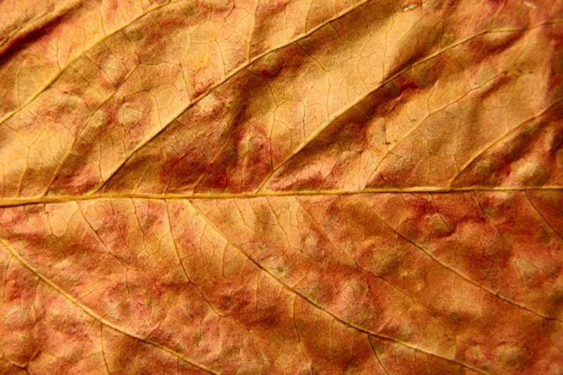 Dried-Fall-Leaf-Close-Up-Texture-Observe-every-vein Fall background images to use in your projects