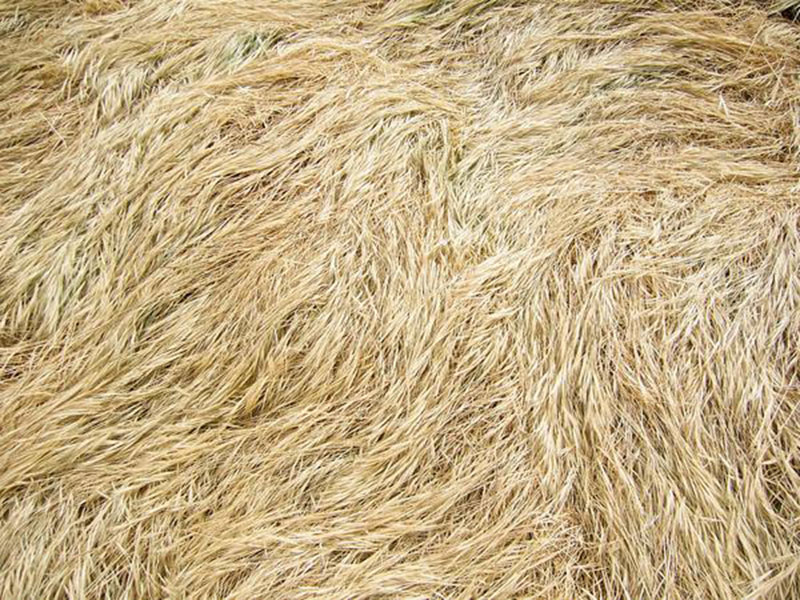 Dry-Long-Grass-Texture Awesome grass background images to check out now