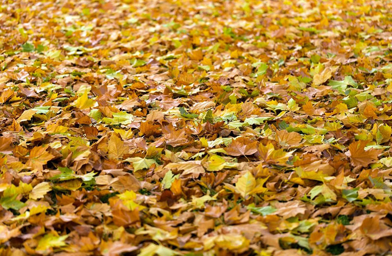 Fall-background-Soil-in-perspective Fall background images to use in your projects