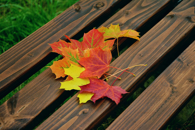 Fallen-leaf-An-artistic-look Fall background images to use in your projects