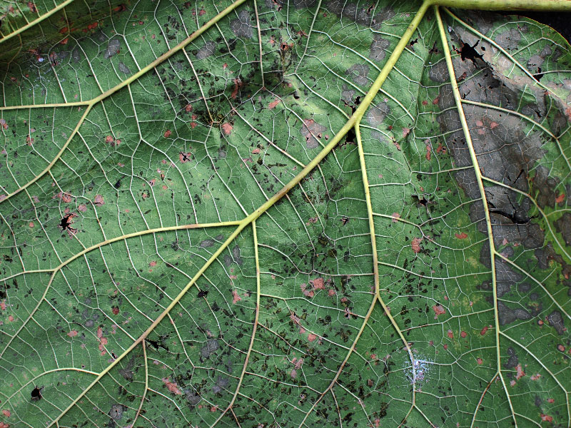 Plant-Leaf-Disease-Texture-High-Res1 Awesome and free nature background images