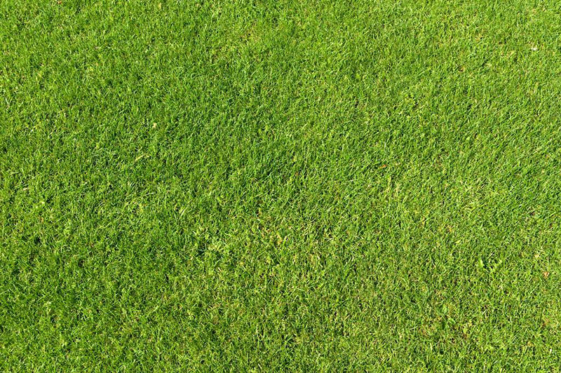 Realistic-Green-Grass-Texture-A-dense-image Awesome grass background images to check out now