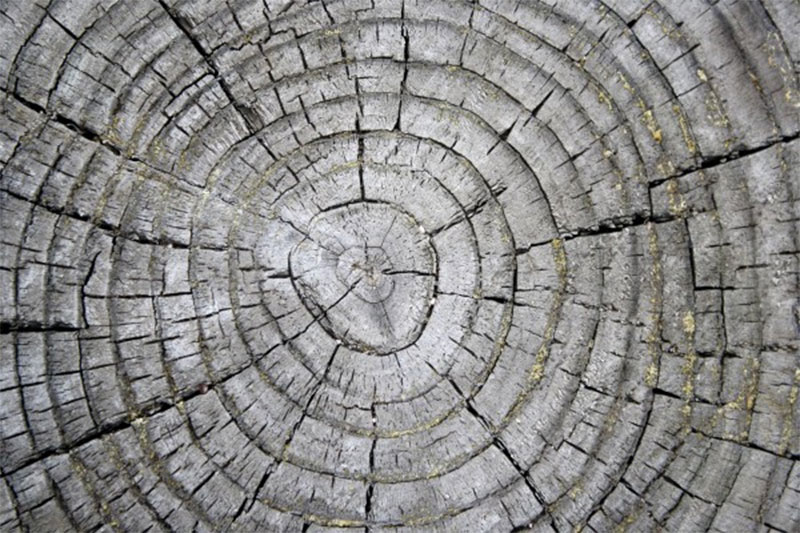 Tree-Rings-on-Weathered-Stump-Texture1 Awesome and free nature background images