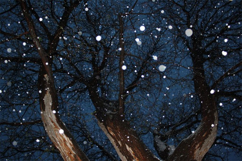 Tree-from-Below-with-Falling-Snow-Contemplating-the-Snow1 Awesome and free nature background images