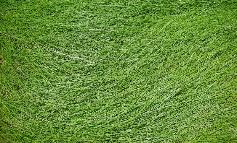 Windblown-Grass-Texture-The-force-of-nature Awesome grass background images to check out now