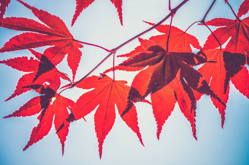 fall12 Fall background images to use in your projects